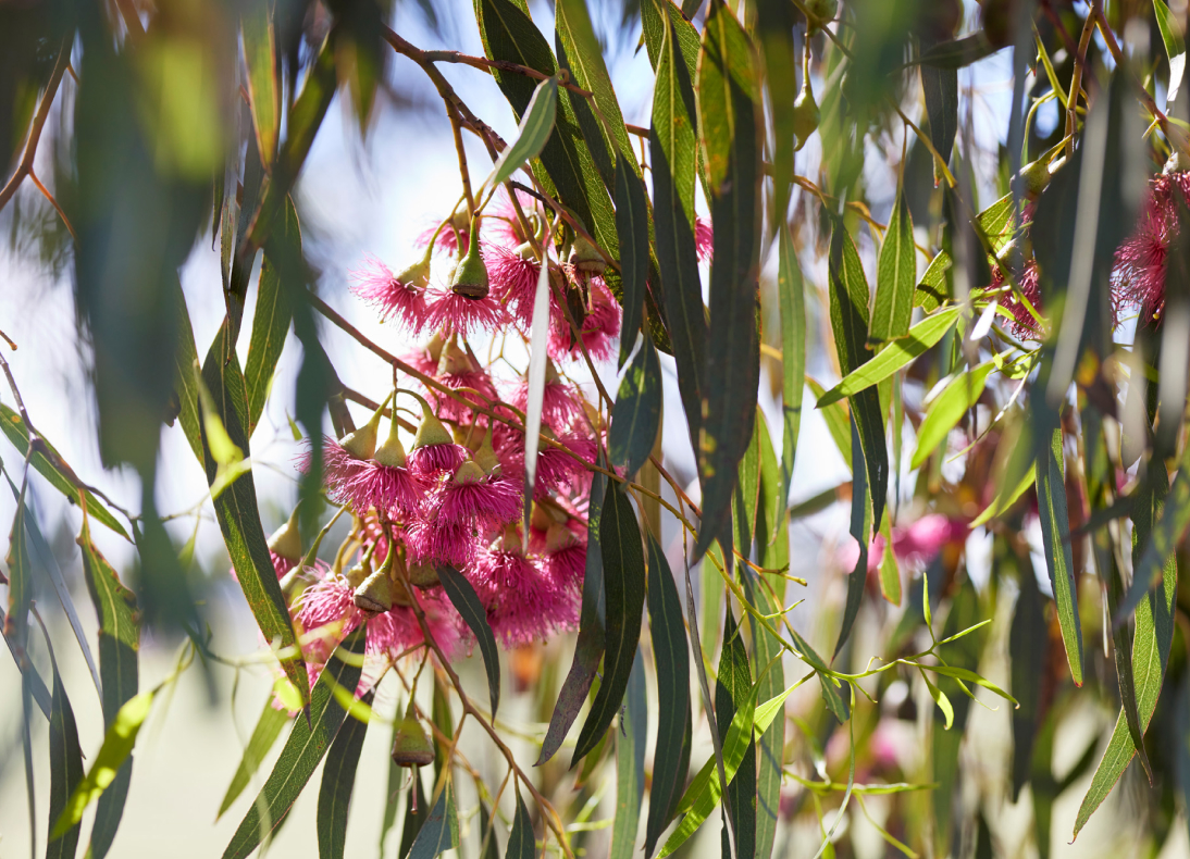 The Glide at Kinbrook